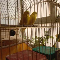 مرغ عشق انگلیسی|پرنده|فردیس, داوری|دیوار