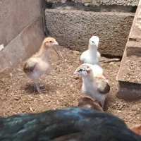 جوجه لاری نسل