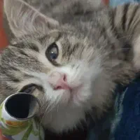 واگذاری گربه