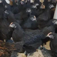 تاقچه گلپایگان 105روزه مرغ خروس سیاه  جوجه جهادی