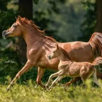 خریدو فروش انواع اسب ایرانی