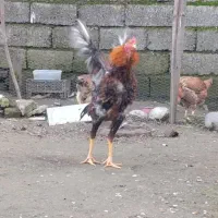 خروس و مرغ لاری