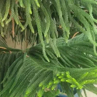 کاج مطبق|گل و گیاه طبیعی|قائم‌شهر, |دیوار