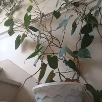 گلدان خانگی|گل و گیاه طبیعی|الوند, |دیوار