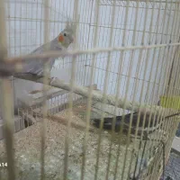 جفت عروس هلندی