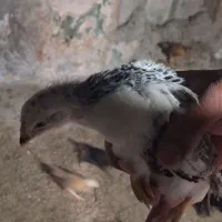 جوجه مرغ محلی ۴۰ روزه|حیوانات مزرعه|جم, |دیوار