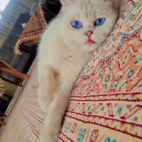 گربه اصیل اسکاتیش بریتیش