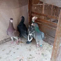 کبوتر آلمانی