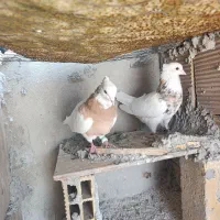 کبوتر