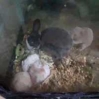 همستر خرگوش لپ فنچ