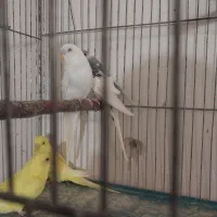 جوجه مرغ عشق آلبینو چشم شرابی|پرنده|اصفهان, شمس آباد|دیوار