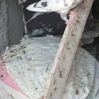 کبوتر تهرانی|پرنده|پاکدشت, پاکدشت (مامازند)|دیوار