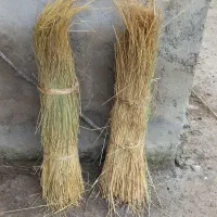 کلوش نو به قطر ۲۵الی ۳۰ دسته ای ۱۴۰۰۰۰ تومان