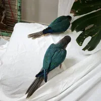 گیرینچیک‌ تراکوییس