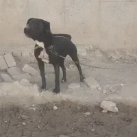 سگ ماده پیت پول|سگ|تهران, عباسی|دیوار