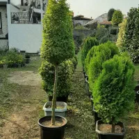 گل و گیاه طبیعی|گل و گیاه طبیعی|کلاچای, |دیوار