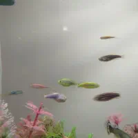 ماهی زبرا خانگی پرورش