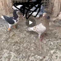 کبوتر پرنده شصتی پشدار پولکی