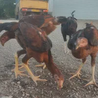 مرغ و خروس لاری