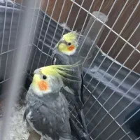 عروس هلندی نر