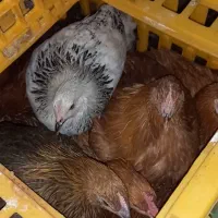 مرغ گلپایگان ۵ماه تازه به تخم اومده|حیوانات مزرعه|مشهد, شهرک شهید باهنر|دیوار