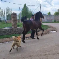 کره نریان دوساله نوه سهیل مریخ|اسب و تجهیزات اسب‌سواری|تهران, سازمان آب|دیوار