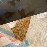 پوست پسته خشک