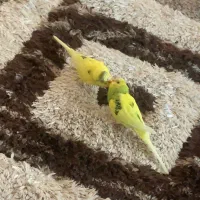 مرغ عشق