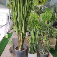 گلخانه نخصصی پاچیرا ،شیدان|گل و گیاه طبیعی|لردگان, |دیوار