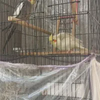 عروس هلندی جفت مفت|پرنده|مشهد, ویلاشهر|دیوار