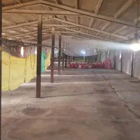 مرغداری گوشتی ده هزار قطعه ای