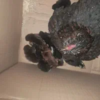 مرغ با جوجه