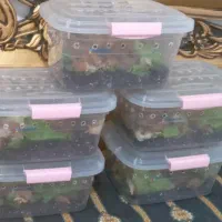 فروش فوری حلزون طبی باکمترین قیمت