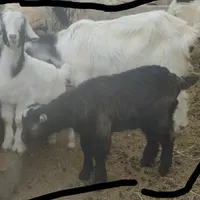 بز دوقلو با بزغاله نر
