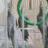 عروس هلندی ۳ عدد... معاوضه دارم با