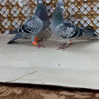 کفتر|پرنده|مشهد, انصار|دیوار