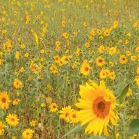 زمین-شالیزار