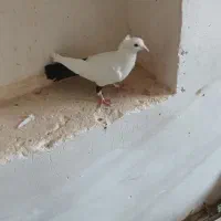 ماده دم سیاه