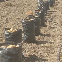 سیب‌زمینی عمده کارخانه یا بار فروش