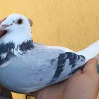 کبوتر پلاکی متن بخون