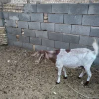 بز،حیوانات مزرعه