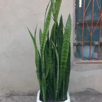 گل طبیعی شمشیری