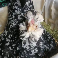 فروش تخم مرغ گلین لری پنگونی و طوسی فول کیفیت