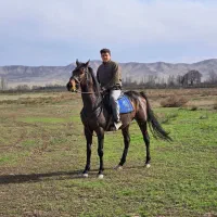 اسب دو خون ترکیه