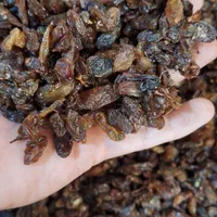 کشمش افتابی کاشمر .سبز. مویز. دودی|عمدهفروشی|کاشمر, |دیوار