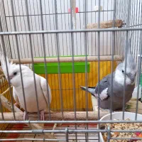 یک جفت عروس هلندی البینو به همراه قفس و همه وسایل