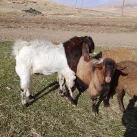 بز‌ نر پاکستانی