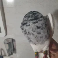 کبوتر پیدا شده...متن رو بخون