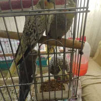 یه جفت عروس هلندی با سه عدد جوجه با تمام لوازم|پرنده|شهریار, شهرک شاهد|دیوار