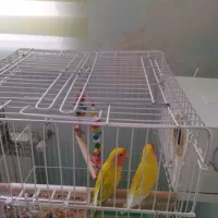 یک جفت طوطی برزیلی مولد|پرنده|سقز, |دیوار